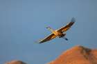 Sandhill crane in flight. Bosque del Apache National Wildlife Refuge, New Mexico Art Print